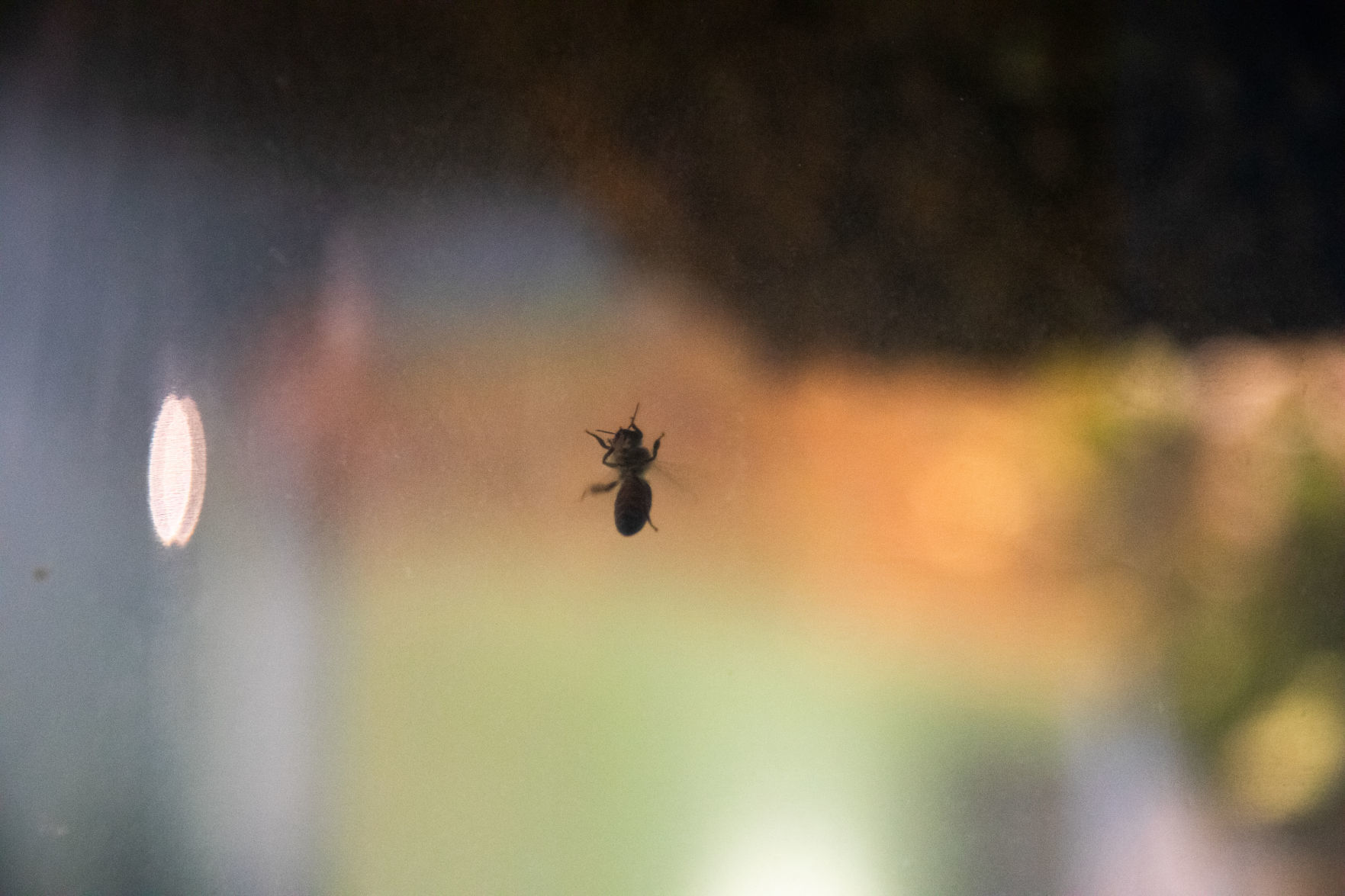 Bees 21